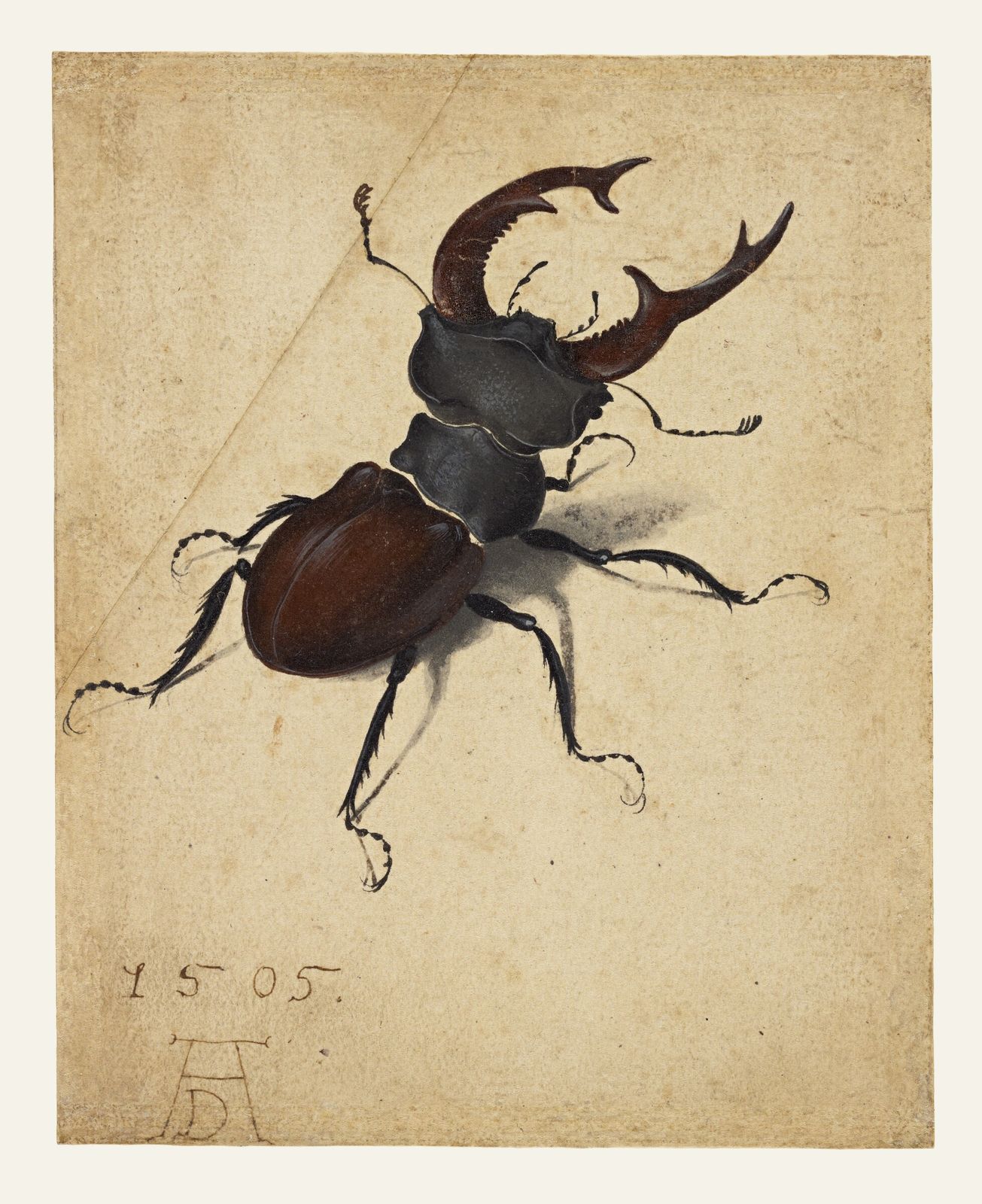 Stag Beetle by Albrecht Dürer